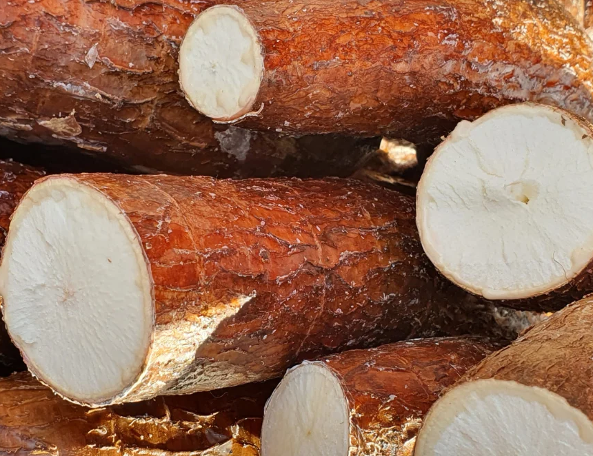 Yuca Casiteña: Gore Tumbes declara de interés regional y necesidad pública la preservación y promoción  del tubérculo